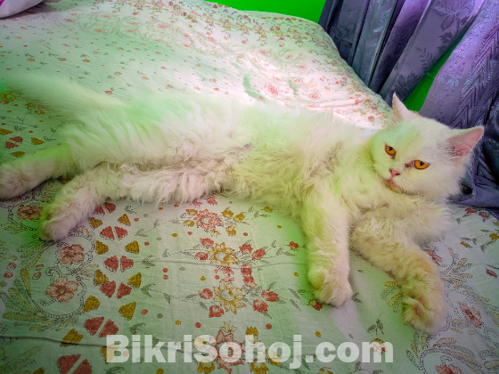 Persian Adult female